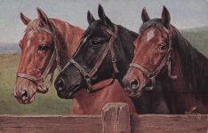 Drei Pferde. Alte und Vintage-Postkarte