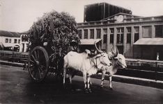 Singapore Buffalo Cart 1929