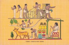 THEBES - AGRICULTURE SCENES