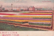 TULPENVELD IN HAARLEM