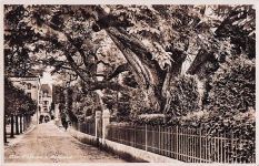 Beckenried - Alter Nussbaum