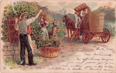 Lithografie auf einer alten Postkarte, die eine traditionelle Weinlese (Traubenernte)