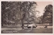 Hannover-Kirchrode, Tiergarten ca. 300 Stück Damwild