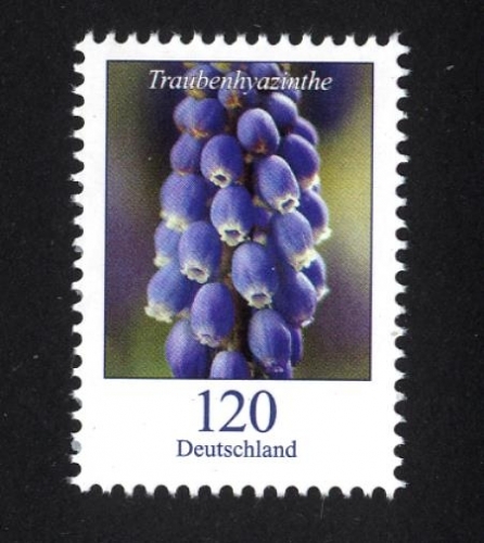 Bund, Michel Nr. 3447 postfrisch - Freimarke Blumen 120 cent Traubenhyazinthe (Muscari sp.)