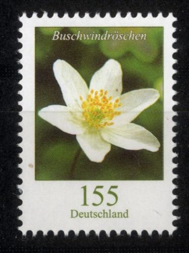 Bund, Michel Nr. 3472 postfrisch - Freimarke Blumen 155 cent Buschwindröschen (Anemone nemorosa)