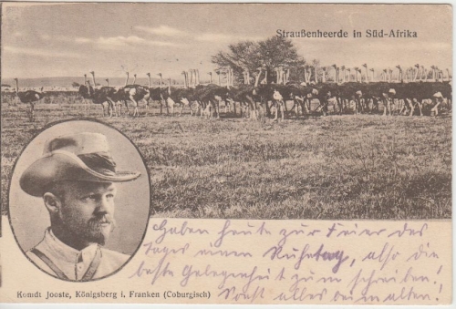 Südafrika - Kommandant Jooste Straussenherde sw-Ansichtskarte/Feldpost 1917