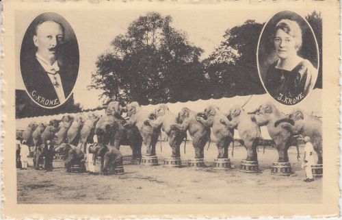 Bayern - München Zirkus Krone Carl u. Ida krone Eelephanten sw-AK ca. 1930