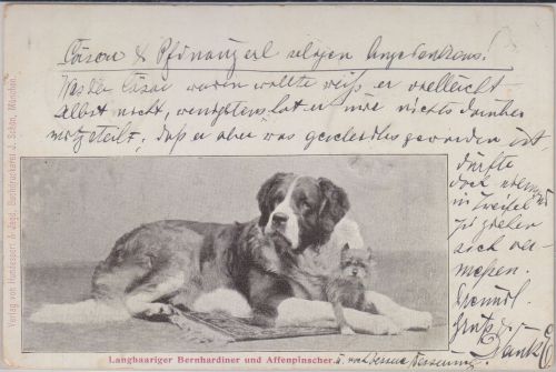 Tiere - Bernhardiner u. Affenpinscher sw-AK gelaufen München 1898