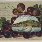 Lothringen - Metz farb. Präge-AK Ortsansicht Rebenmotiv - gelaufen 1903