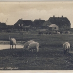 Schleswig-Holstein - Hallig Langeneß, Hilligenlei sw-Fotokarte gelaufen 1953
