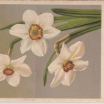 DR - Ducherow-Swindemünde-Wolgast, Zug354, Bahnpost-Stpl. a. Drucksache 1941 n.