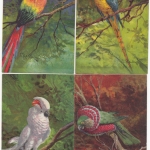 Papageien - 4 farbige Künstlerkarten Koch (GOM-Verlag) ungebraucht ca. 1920