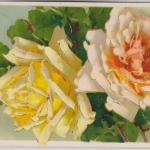 DR - Deutsche Rosen Ausstellung Berlin-Britz 1911 priv. SST Rosen-Motiv-AK