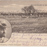 Südafrika - Kommandant Jooste Straussenherde sw-Ansichtskarte/Feldpost 1917