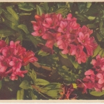 DR - Bregenz-Kennelbach 3.9.39 Feldpostkarte n. Saalfelden