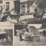 Bayern - München Nymphenburg Hirschgarten sw-Mehrbild-AK ungelaufen ca. 1910