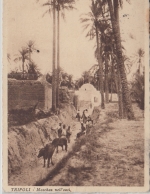 Ital. Libyen - 25 C. Freimarke Drucksache (AK) n ÖSTERREICH Tripolis - Wien 1928