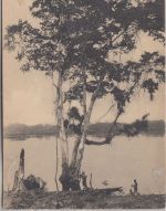 Belgisch Congo - 10 C. Bildganzsache (71/Copal-Boom) Elisabethville 1915