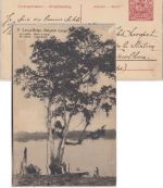 Belgisch Congo - 10 C. Bildganzsache (71/Copal-Boom) Elisabethville 1915