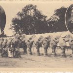 Bayern - München Zirkus Krone Carl u. Ida krone Eelephanten sw-AK ca. 1930