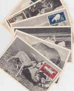 DDR - Tierpark Berlin Satz a. 6 Maximumkarten ESST Berlin-Friedrichsfelde 1956