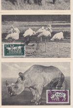 DDR - Tierpark Berlin Satz a. 6 Maximumkarten ESST Berlin-Friedrichsfelde 1956