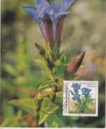 BRD - 80 Pfg. Naturschutz/Enzian Maximumkarte ESST Berlin 1991