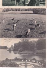 Mecklenburg-Vorpommern - Insel Rügen 59 alte Ansichtskarten ca. 1900/1920