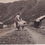 Norwegen - 15 Ö. Rentier Karte n. DÄNEMARK Vinstra - Koge 31.7.40 Doppelzensur