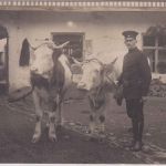 Bayern - Wegscheid Amtsbote (?) m. 2 Ochsen private Foto-AK gelaufen 1914