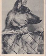 BRD - München 1950 Woche des Buches Masch.werbestempel Karte n. Pasing