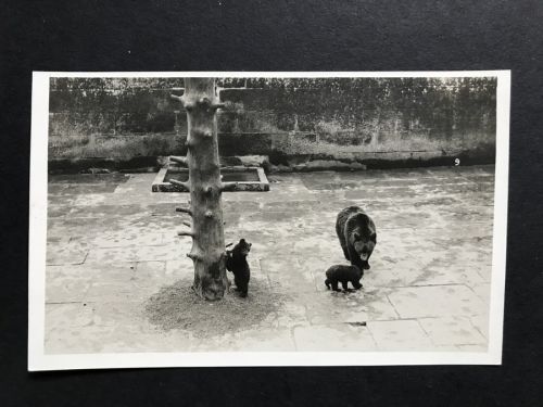 Foto Ansichtskarte Schweiz Bern 1925 Bärengehege