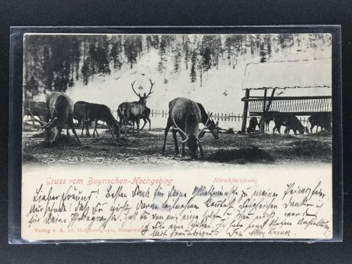 Ansichtskarte Gruß vom Bayrischen Hochgebirg - Hirschfütterung 1905
