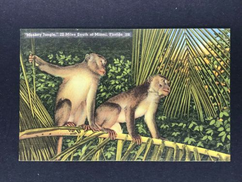 Ansichtskarte Monkey Jungle Miami Florida