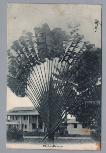Dt. Kolonien Togo Ansichtskarte Fächer Banane Lome 1909 n. Augsburg