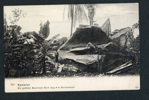 Kamerun Ansichtskarte Baumriese 1910 Schiffspost - DT. Schutzgebiet nach Breslau