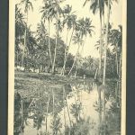 Ansichtskarte Deutsch Ostafrika , Cocos Palmen Partie - Daressalam
