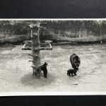 Foto Ansichtskarte Schweiz Bern 1925 Bärengehege