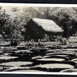 Ansichtskarte Brasilien lagoa com victorias regias nicht gelaufen