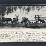 Ansichtskarte Gruß vom Bayrischen Hochgebirg - Hirschfütterung 1905