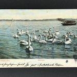 Ansichtskarte Hamburg - Alsteridylle - Schwäne -1906