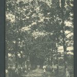 Ansichtskarte Deutsch Ostafrika , Kilossa Kapok-Allee