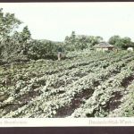 Ansichtskarte Deutsch Süd West Tabakbau Grootfontein