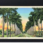 Ansichtskarte Postcard - Habana / Havanna - Calle De Palmas - Royal Palms Avenue - nicht gelaufen