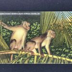 Ansichtskarte Monkey Jungle Miami Florida