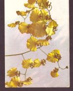 Ansichtskarte Orchideen Ausstellung Berlin 1916 ungelaufen mit SST
