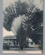 Dt. Kolonien Togo Ansichtskarte Fächer Banane Lome 1909 n. Augsburg