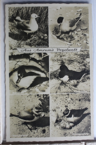 AK Amrum Mehrbildkarte (Vogelwelt) ungebraucht #PF266