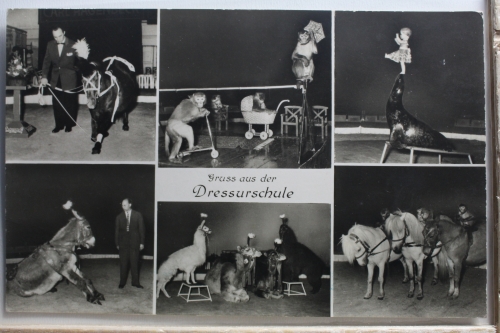 AK Hamburg-Stellingen Dressurschule - Hagenbeck`s Tierpark gebraucht #PE731