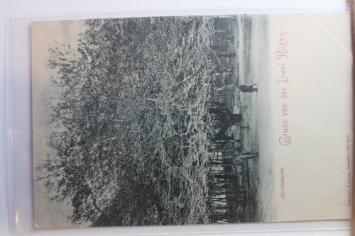 AK Insel Rügen Hertabuche ungebraucht #PG128